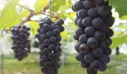 葡萄爆料视频大全最新版,最新版精彩内容大盘点